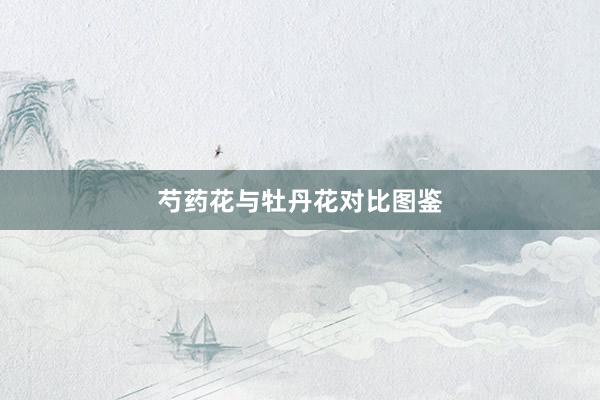 芍药花与牡丹花对比图鉴